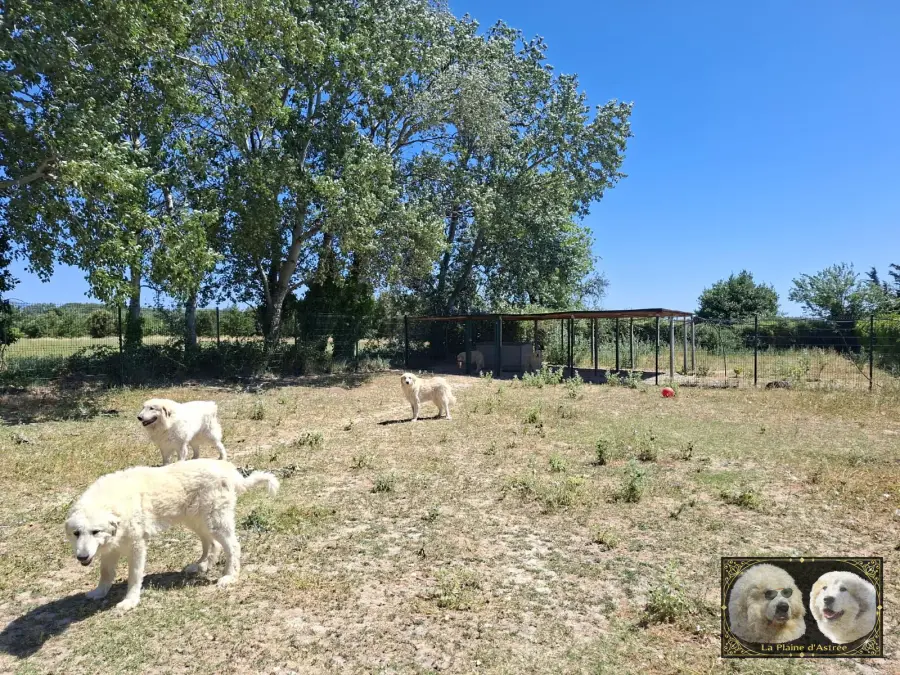 Cadre de vie de l’élevage de la Plaine d’Astrée