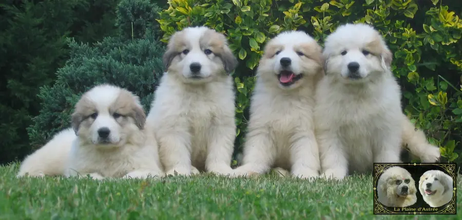 Chiots de Montagne des Pyrénées de l’élevage de la Plaine d’Astrée