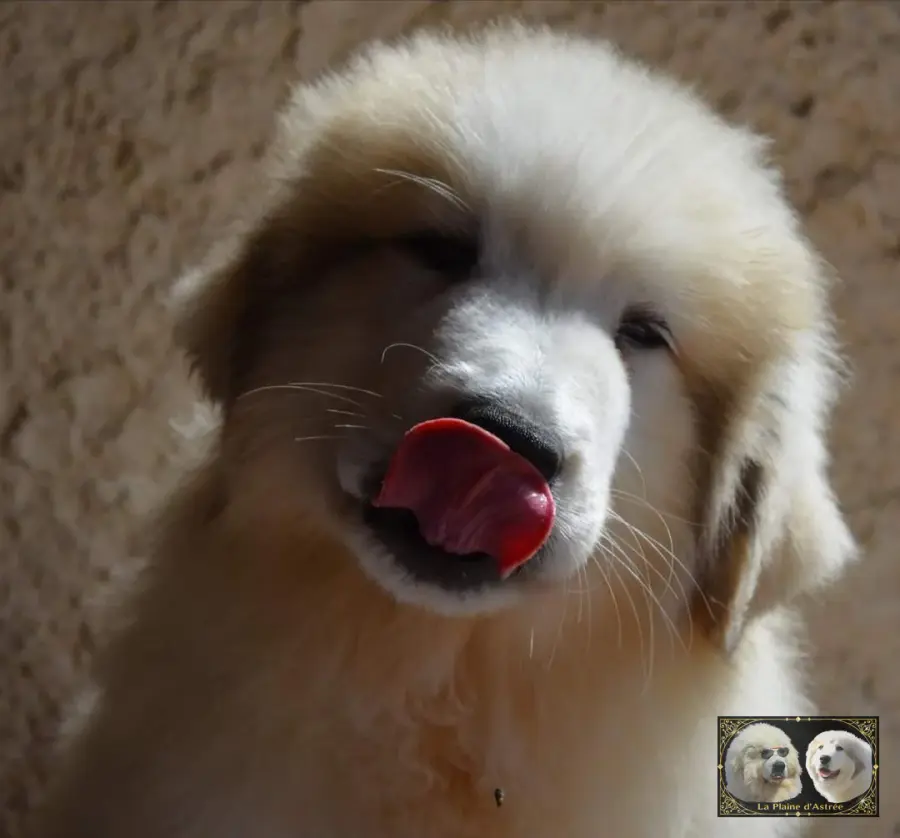 Chiots de Montagne des Pyrénées de l’élevage de la Plaine d’Astrée