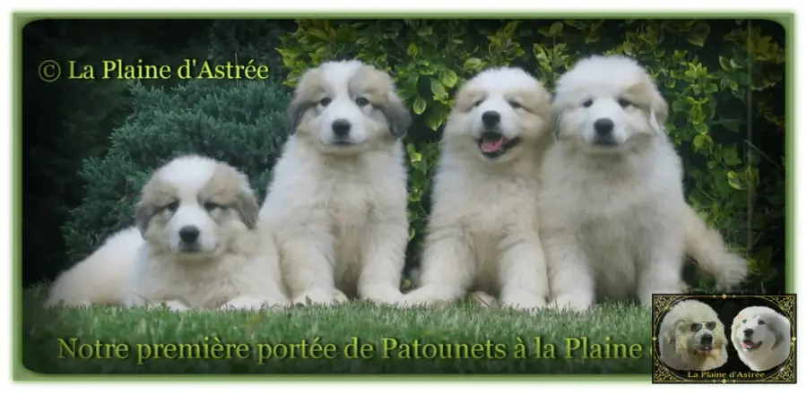 Chiots de Montagne des Pyrénées de l’élevage de la Plaine d’Astrée