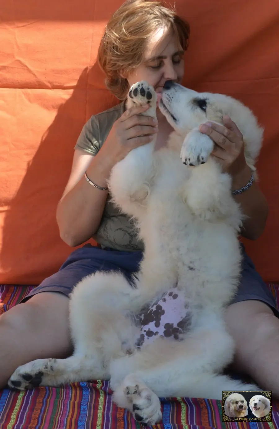 Chiots de Montagne des Pyrénées de l’élevage de la Plaine d’Astrée