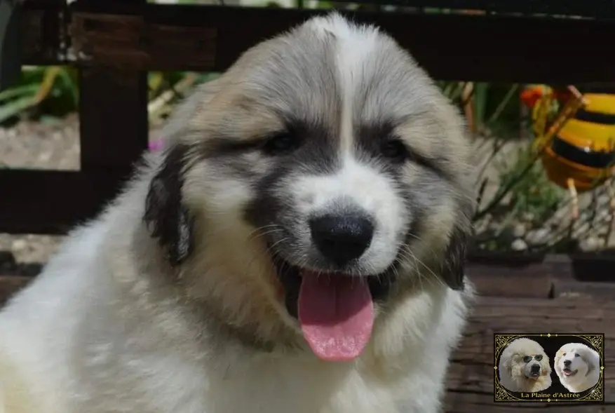 Chiots de Montagne des Pyrénées de l’élevage de la Plaine d’Astrée