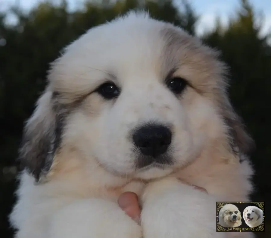 Chiots de Montagne des Pyrénées de l’élevage de la Plaine d’Astrée