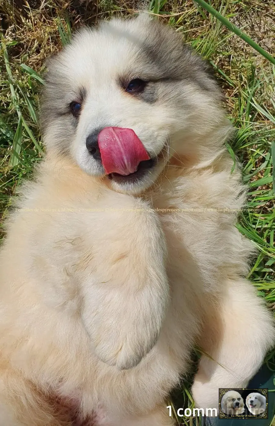 Chiots de Montagne des Pyrénées de l’élevage de la Plaine d’Astrée