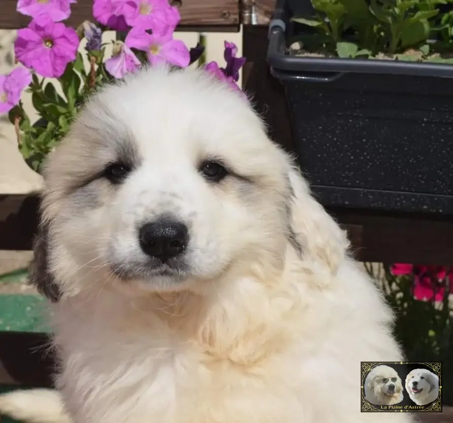 Chiots de Montagne des Pyrénées de l’élevage de la Plaine d’Astrée