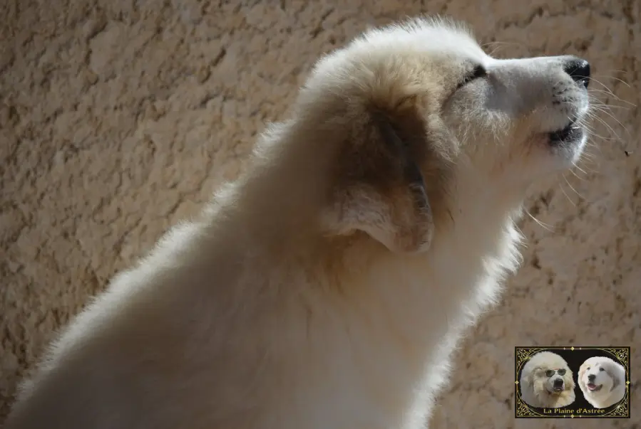 Chiots de Montagne des Pyrénées de l’élevage de la Plaine d’Astrée