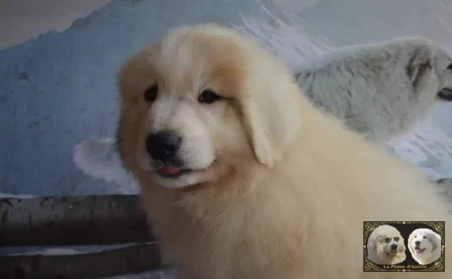 Chiots de Montagne des Pyrénées de l’élevage de la Plaine d’Astrée