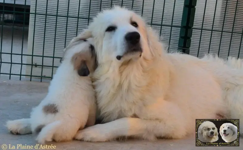 Chiots de Montagne des Pyrénées de l’élevage de la Plaine d’Astrée