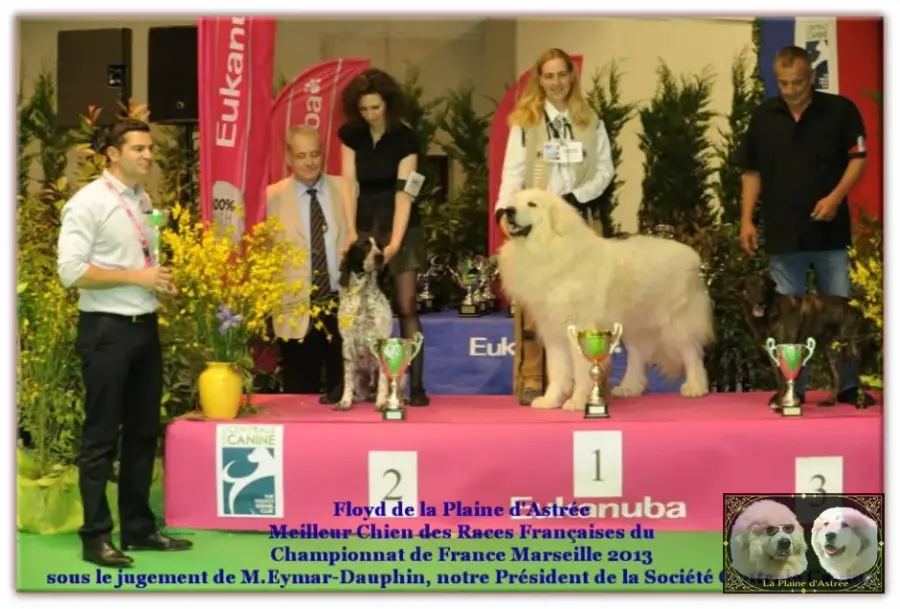 Floyd de la Plaine d’Astrée et jeunes Chiens de Montagne des Pyrénées