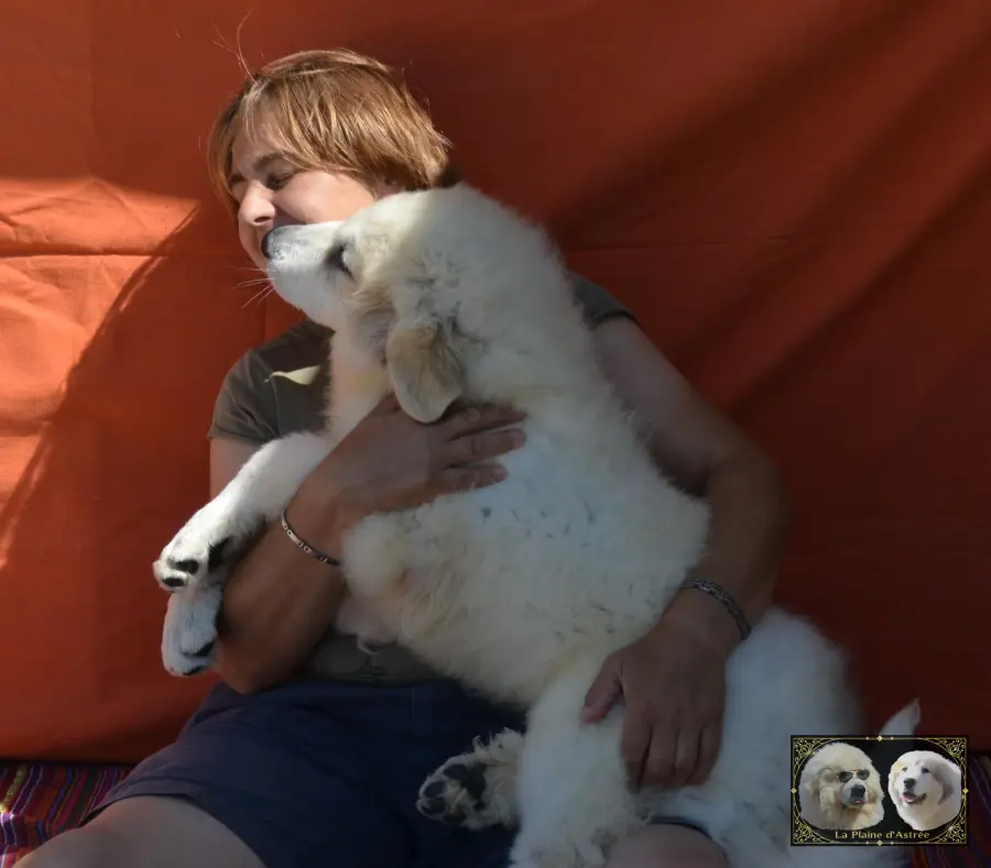 Chiots de Montagne des Pyrénées de l’élevage de la Plaine d’Astrée