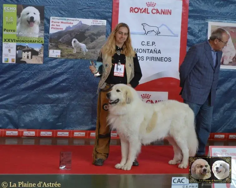 Floyd de la Plaine d’Astrée et jeunes Chiens de Montagne des Pyrénées