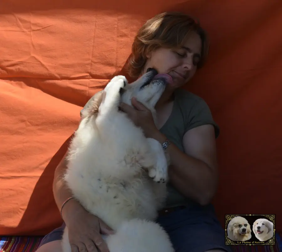 Chiots de Montagne des Pyrénées de l’élevage de la Plaine d’Astrée