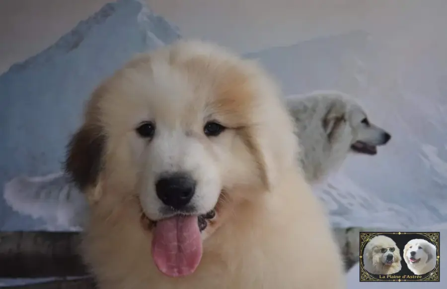 Chiots de Montagne des Pyrénées de l’élevage de la Plaine d’Astrée