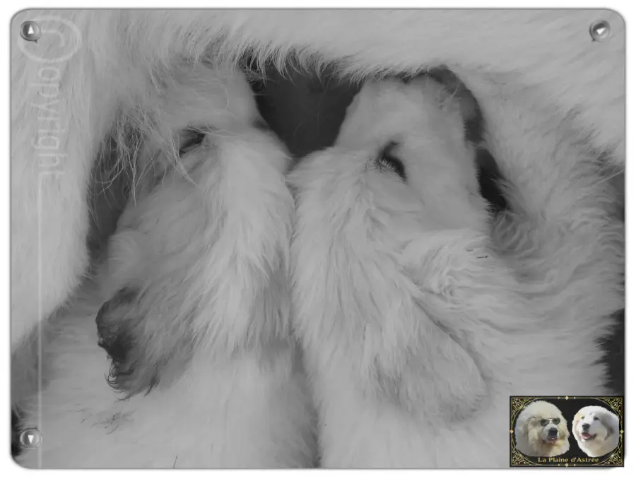 Chiots de Montagne des Pyrénées de l’élevage de la Plaine d’Astrée