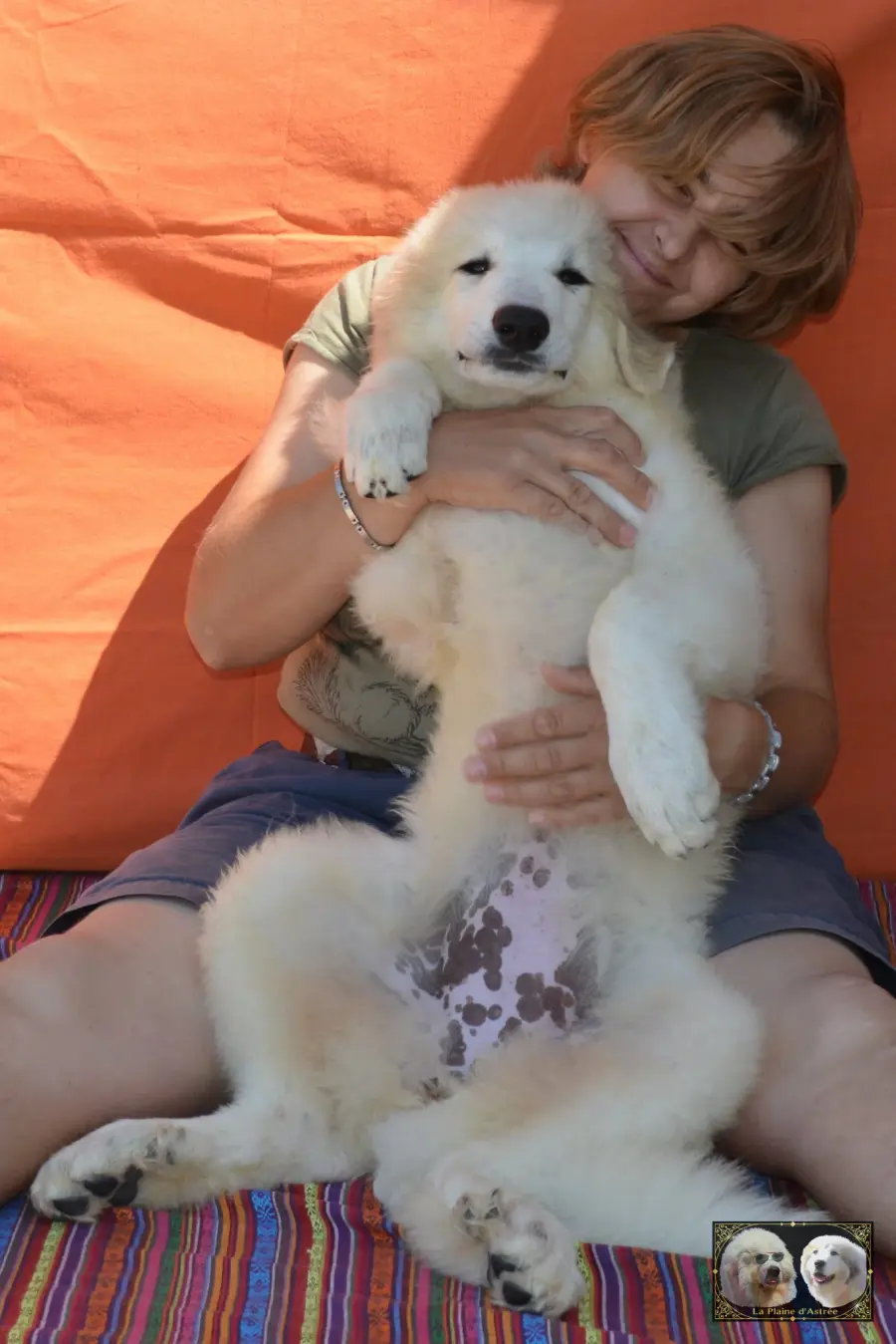 Chiots de Montagne des Pyrénées de l’élevage de la Plaine d’Astrée