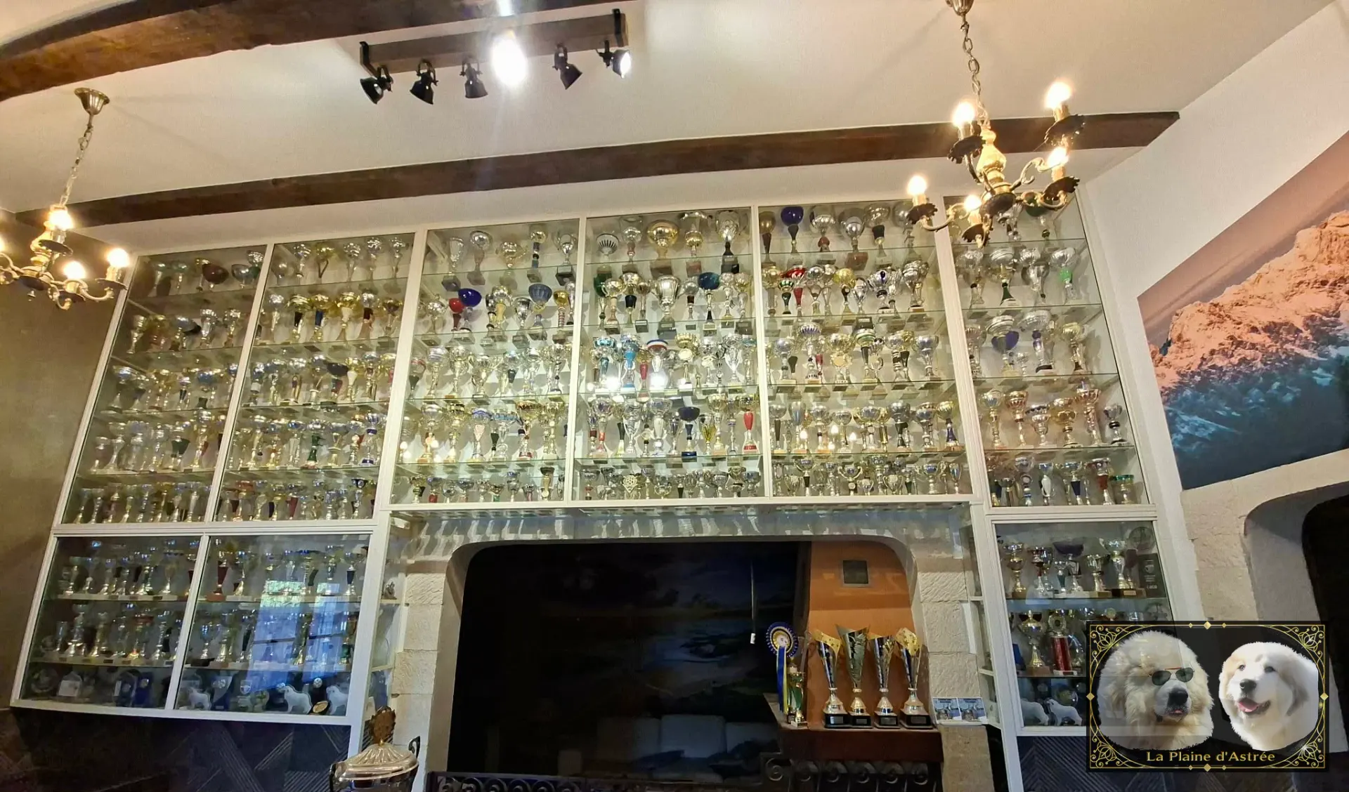 La collection de trophées de l’élevage de la Plaine d’Astrée