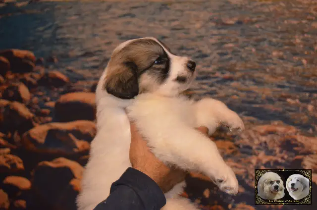 Chiot Montagne des Pyrénées B1 de la Plaine d'Astrée