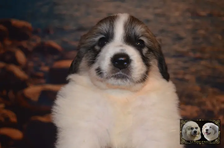 Chiot Montagne des Pyrénées B1 de la Plaine d'Astrée