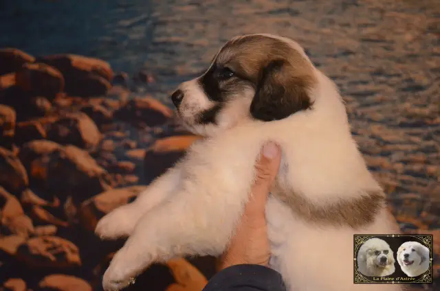 Chiot Montagne des Pyrénées B1 de la Plaine d'Astrée