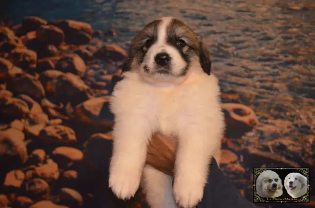 Chiot Montagne des Pyrénées B1 de la Plaine d'Astrée