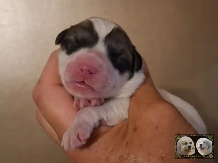 Chiot Montagne des Pyrénées de la Plaine d'Astrée