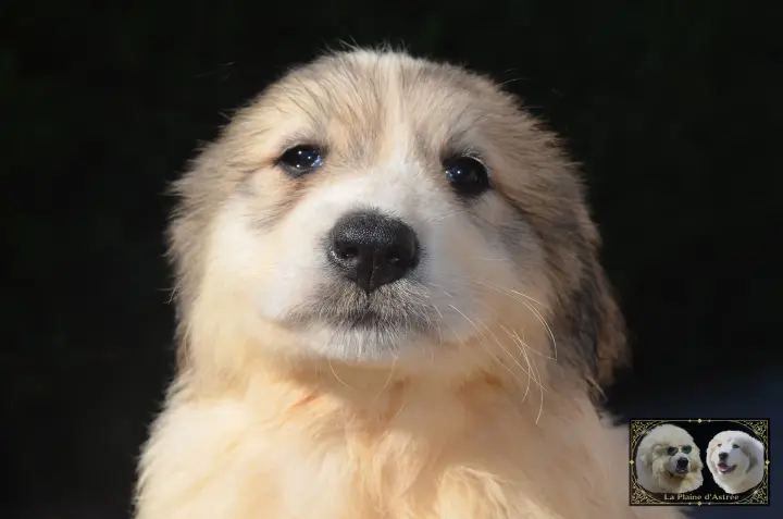Chiot Montagne des Pyrénées de la Plaine d'Astrée