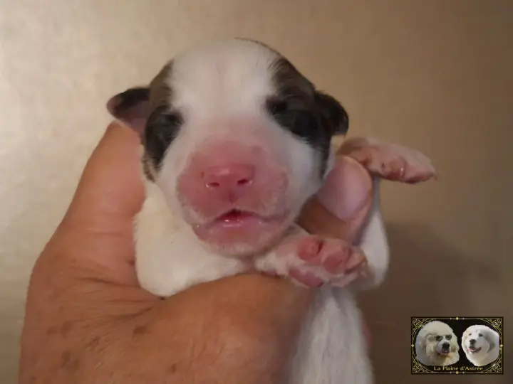 Chiot Montagne des Pyrénées de la Plaine d'Astrée
