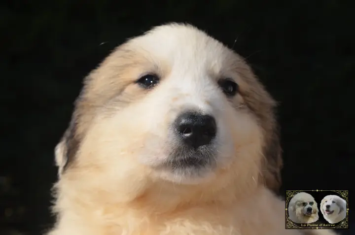 Chiot Montagne des Pyrénées de la Plaine d'Astrée