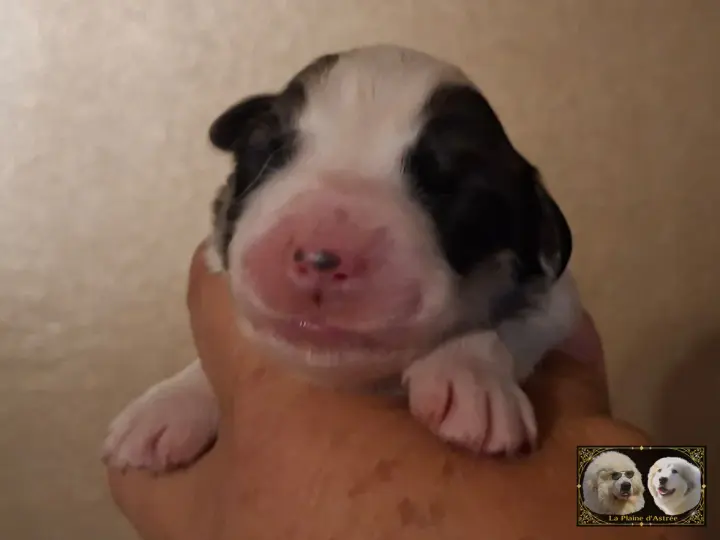Chiot Montagne des Pyrénées de la Plaine d'Astrée