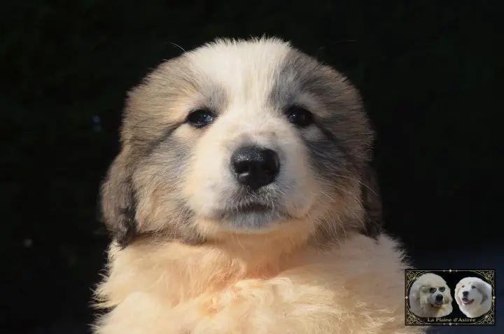 Chiot Montagne des Pyrénées de la Plaine d'Astrée
