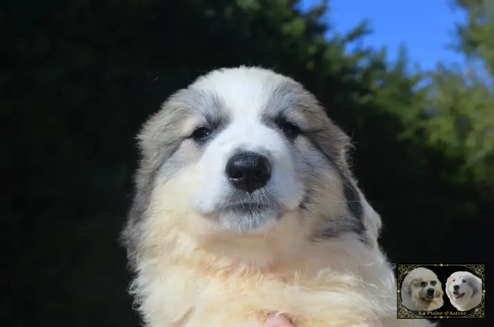 Chiot Montagne des Pyrénées de la Plaine d'Astrée