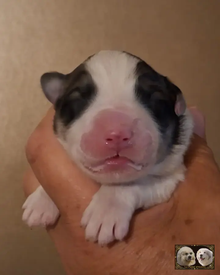 Chiot Montagne des Pyrénées de la Plaine d'Astrée
