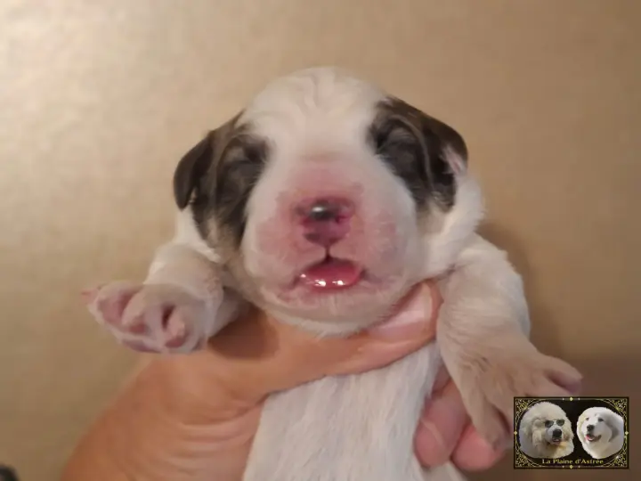 Chiot Montagne des Pyrénées de la Plaine d'Astrée
