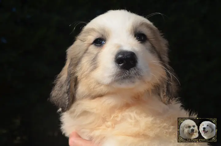 Chiot B14 de la Plaine d'Astrée