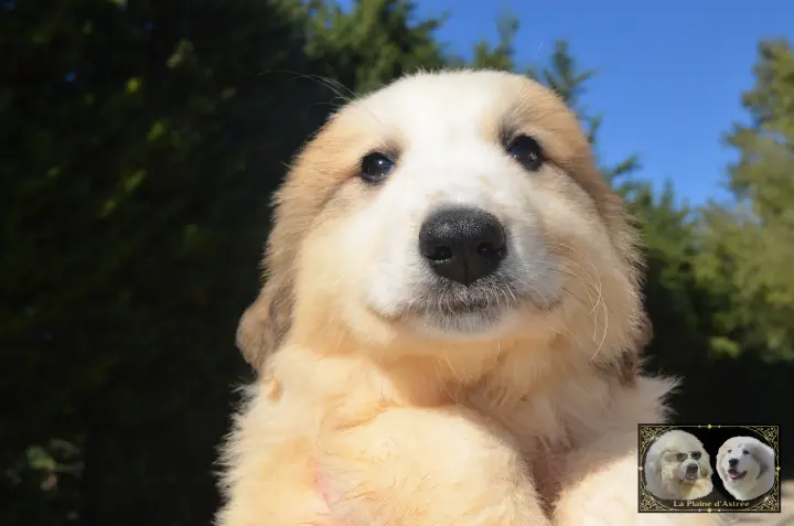 Chiot Montagne des Pyrénées de la Plaine d'Astrée