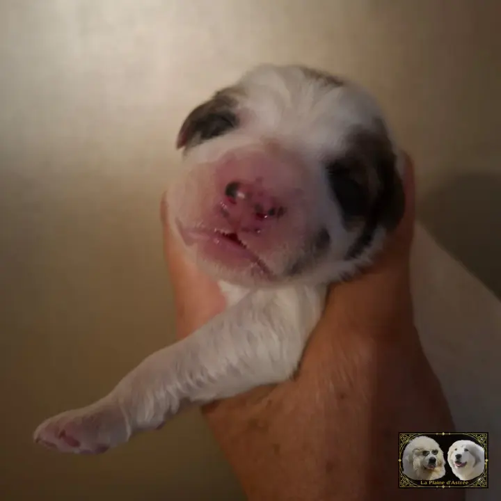 Chiot Montagne des Pyrénées de la Plaine d'Astrée