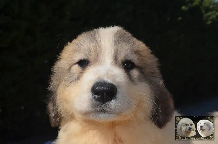 Chiot Montagne des Pyrénées de la Plaine d'Astrée
