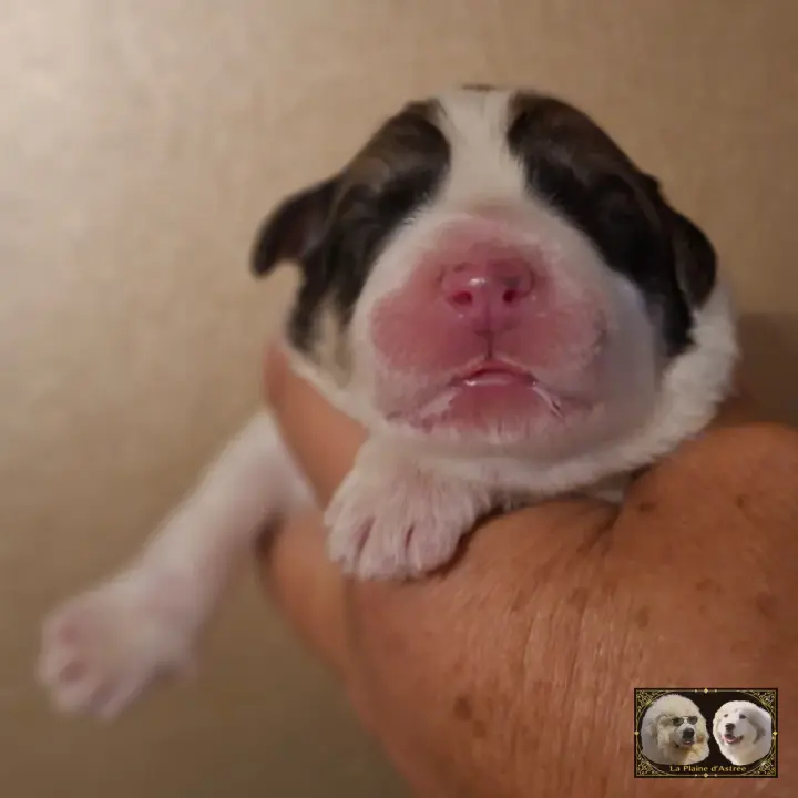 Chiot Montagne des Pyrénées de la Plaine d'Astrée
