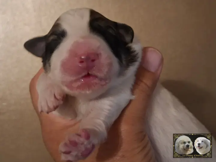 Chiot Patou de la Plaine d'Astrée