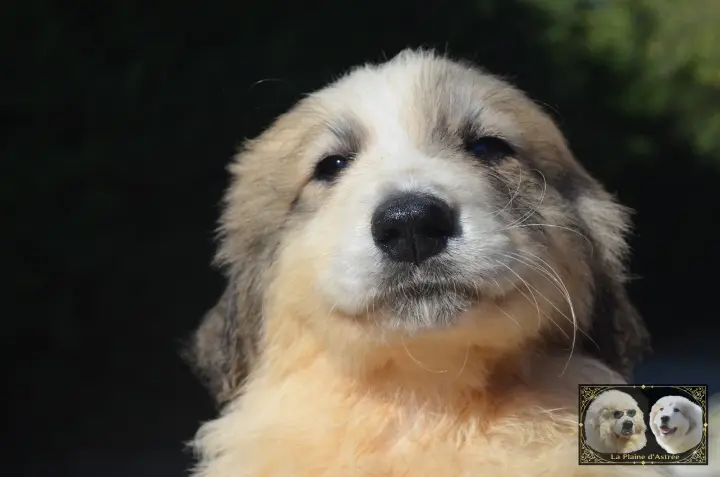 Chiot Patou de la Plaine d'Astrée