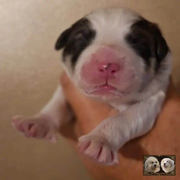 Chiot Patou de la Plaine d'Astrée