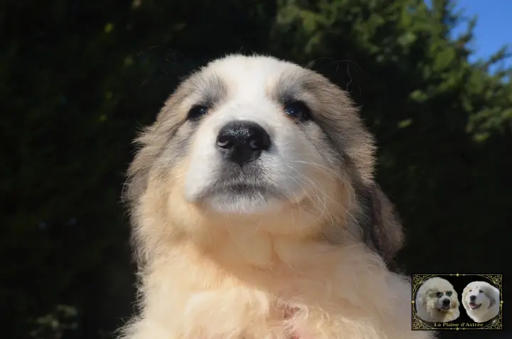 Chiot Patou de la Plaine d'Astrée
