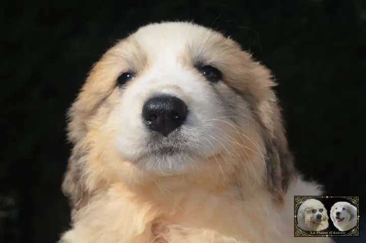 Chiot Patou de la Plaine d'Astrée