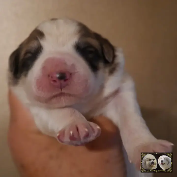 Chiot Patou de la Plaine d'Astrée
