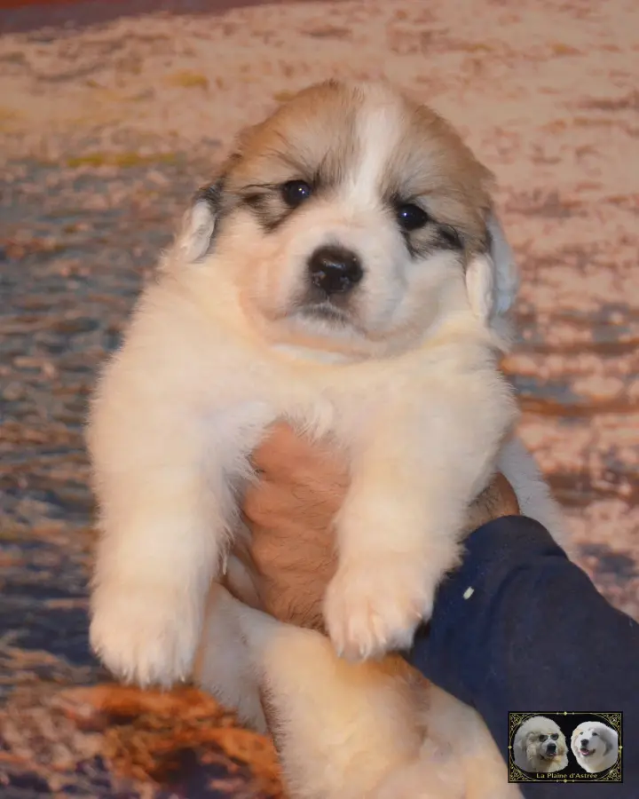 Chiot Montagne des Pyrénées B2 de la Plaine d'Astrée