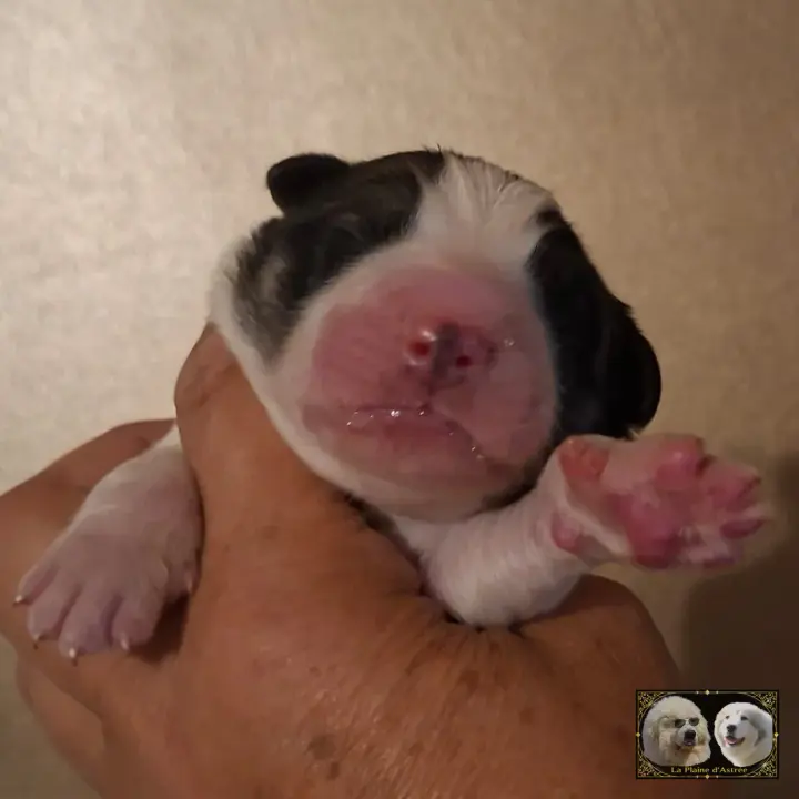 Chiot Patou de la Plaine d'Astrée