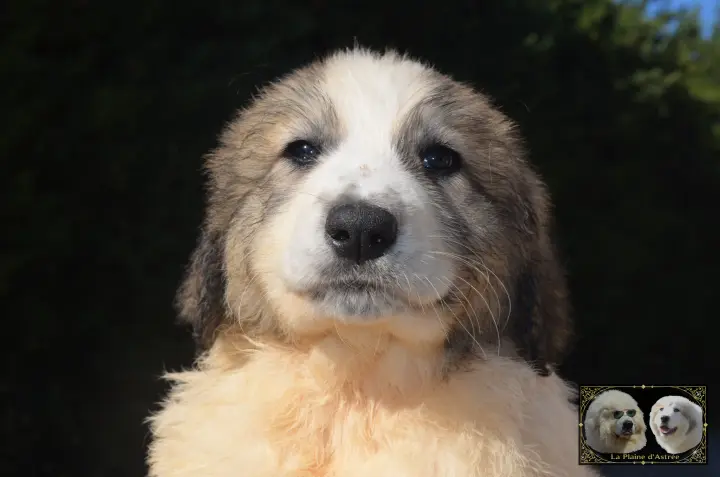 Chiot Patou de la Plaine d'Astrée