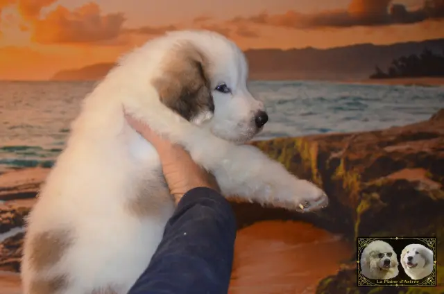 Chiot Montagne des Pyrénées B3 de la Plaine d'Astrée
