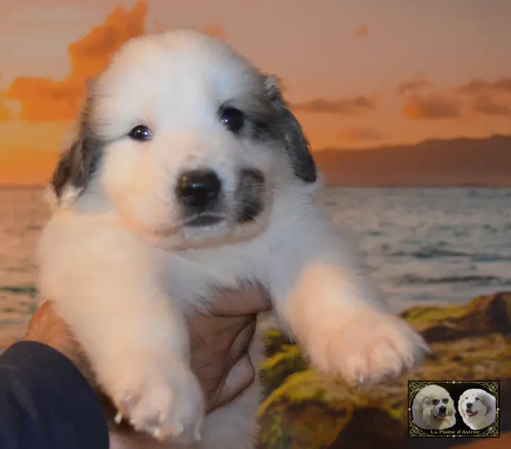 Chiot Montagne des Pyrénées B3 de la Plaine d'Astrée