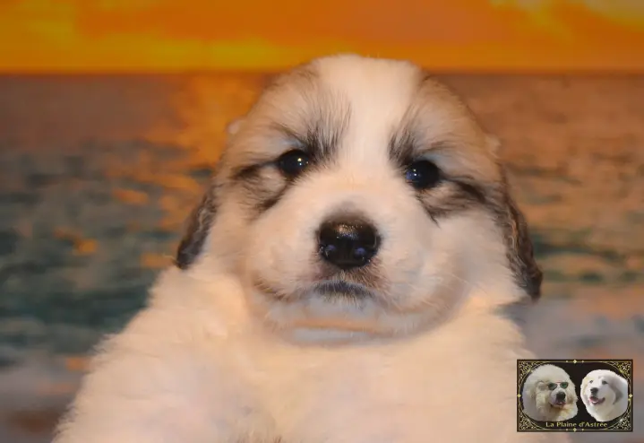 Chiot Montagne des Pyrénées B5 de la Plaine d'Astrée